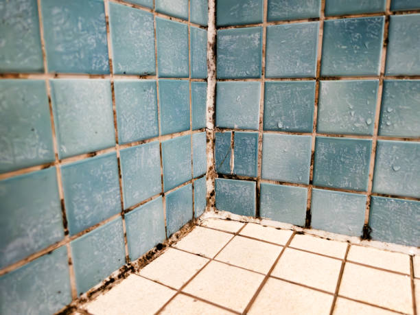 Best Attic Mold Removal  in Woodburn, OR